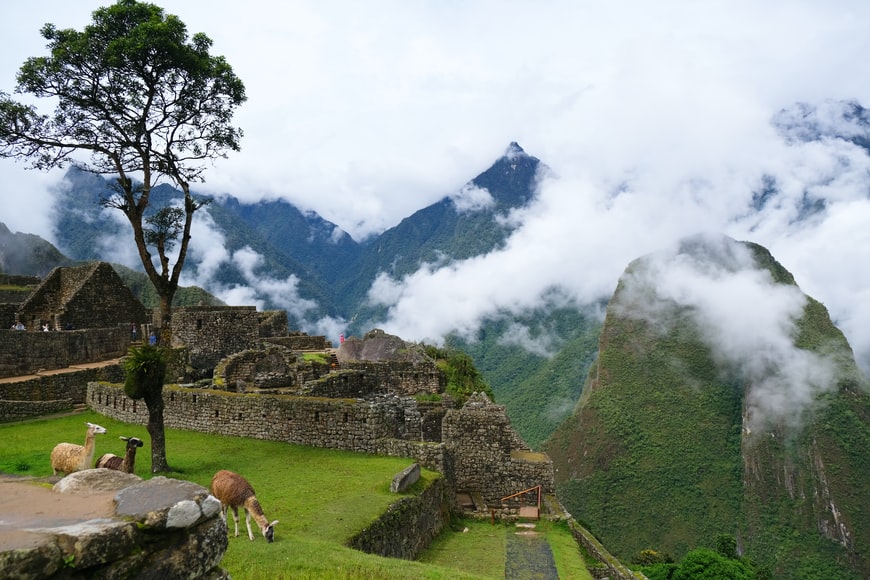 lhamas pastando nas montanhas e ruínas de Machu Picchu, Peru