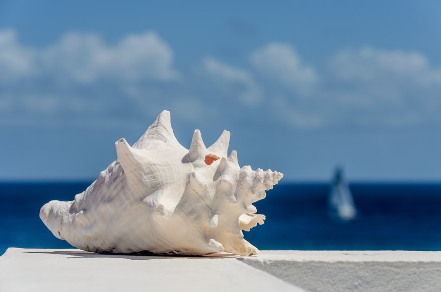 Concha do mar da Ilha Anguilla  representa o seguro viagem para Anguilla
