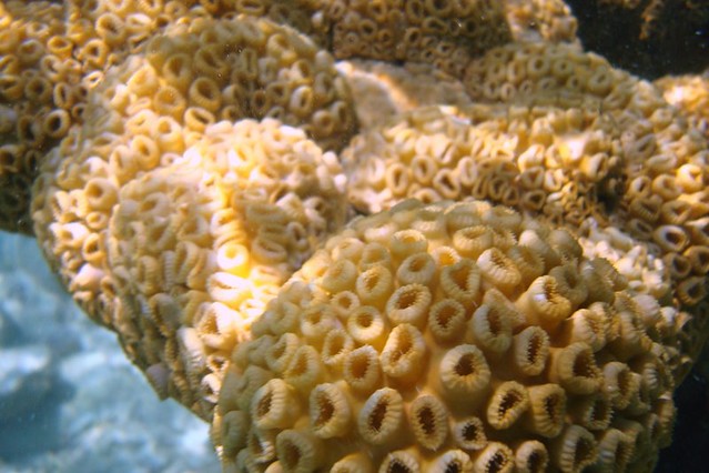 Corais amarelos visto bem de perto embaixo d'água na praia Cayo de Água em Los Roques na Venezuela para representar seguro viagem para Los Roques