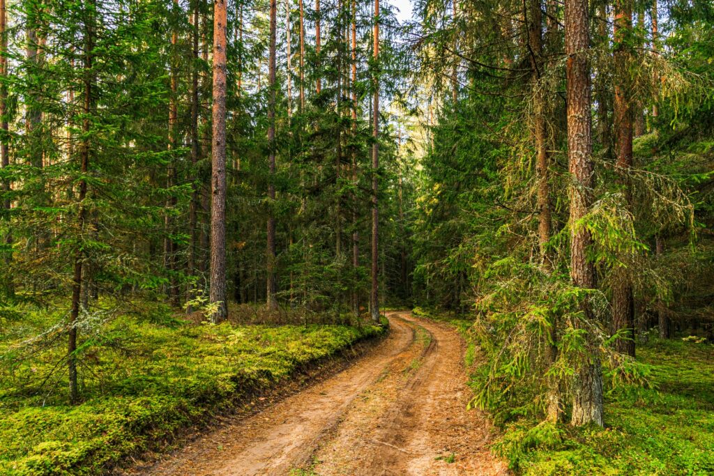 Parque Regional Labanoras na Lituânia, uma trilha de terra que adentra uma floresta fechada, com muitas árvores altas e vegetação variada