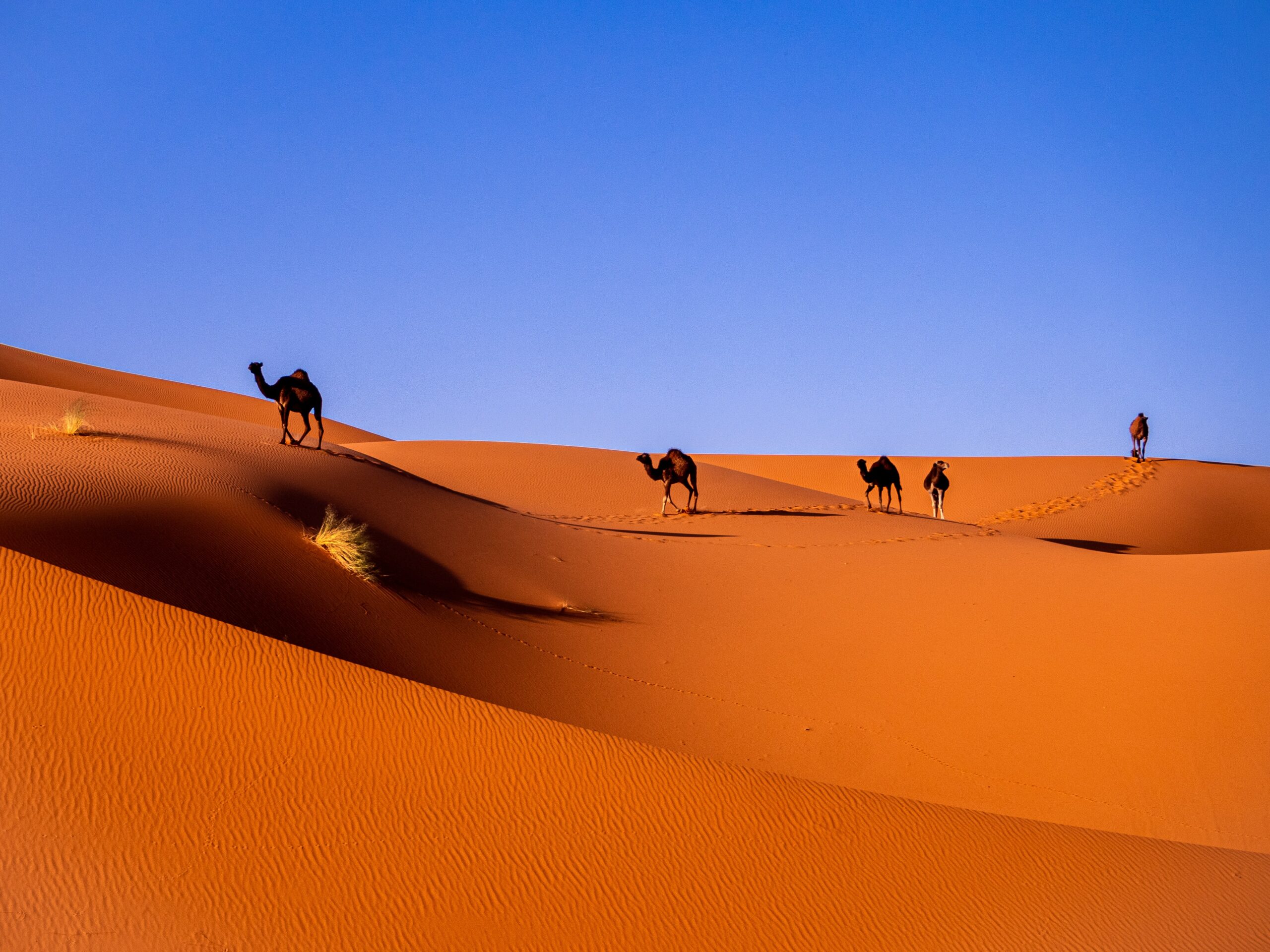 Deserto do Sahara, Merzouga, Marrocos com alguns camelos - Foto: Representa seguro viagem Marrocos.