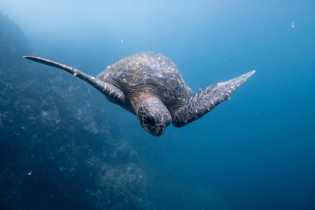 tartaruga gigante nadando pelo mar de Galápagos no Equador