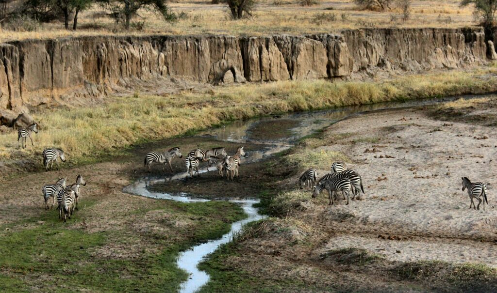 Uma formação rochosa com muita vegetação e zebras andando no local em grupo na Tanzania 