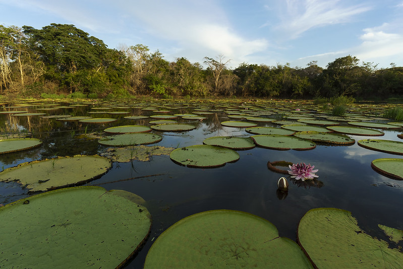Lago com vitória-régia em Karanambu Ranch, Guiana.