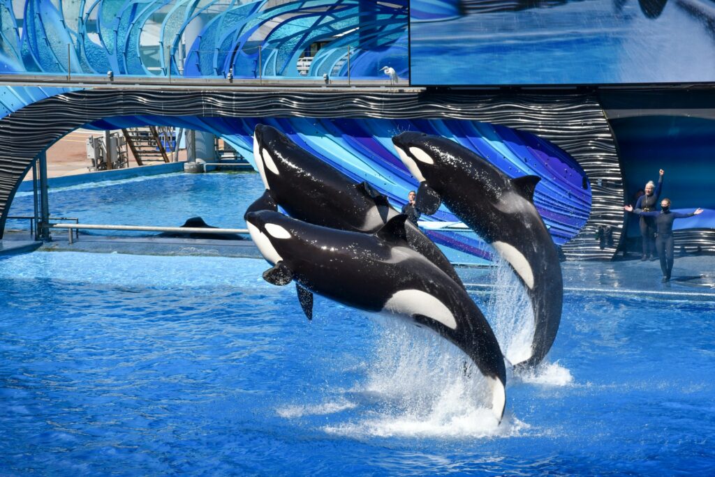 Duas baleias preto e branca saltando de dentro de uma piscina no Sea World em Orlando