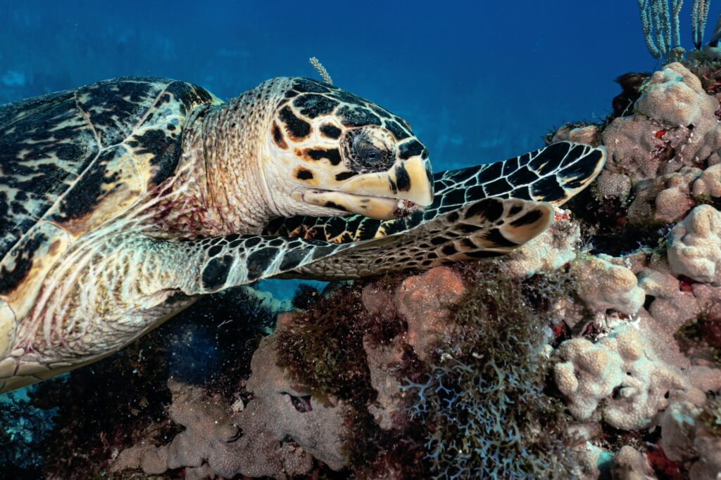 Uma tartaruga repousada sob pedras no fundo do mar em Isla Mujeres no México
