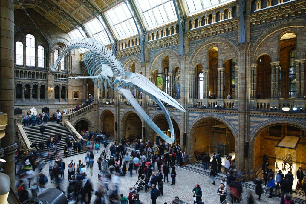 Um enorme esqueleto de uma ave pré-histórica preso no teto do Natural History Museum em Londres