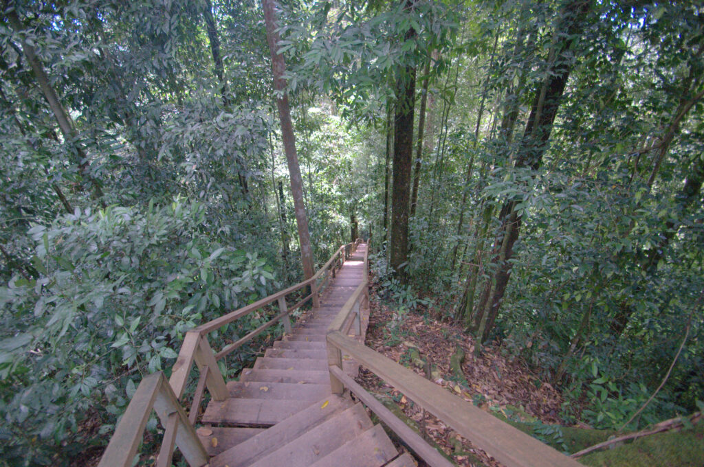 Canopy Park em Brunei, uma escada de madeira que desce por uma montanha, cercada por árvores e vegetação, para representar o seguro viagem para Brunei