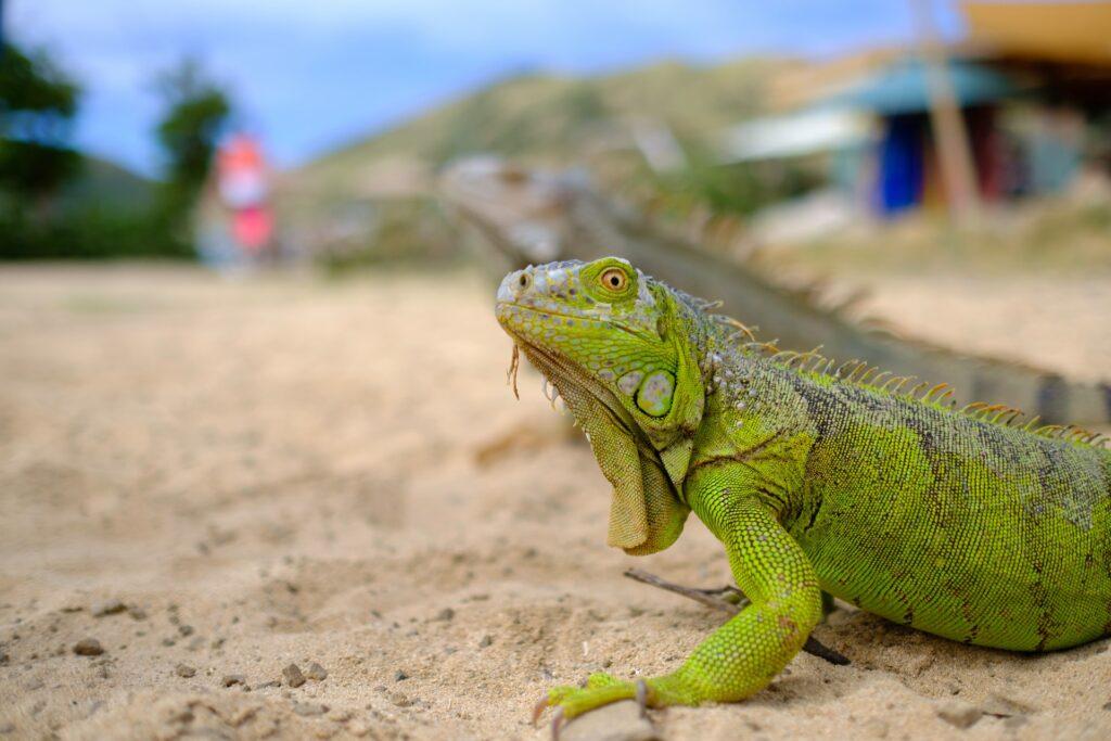 Uma iguana verde parada na areia de uma das praias de St Maarten