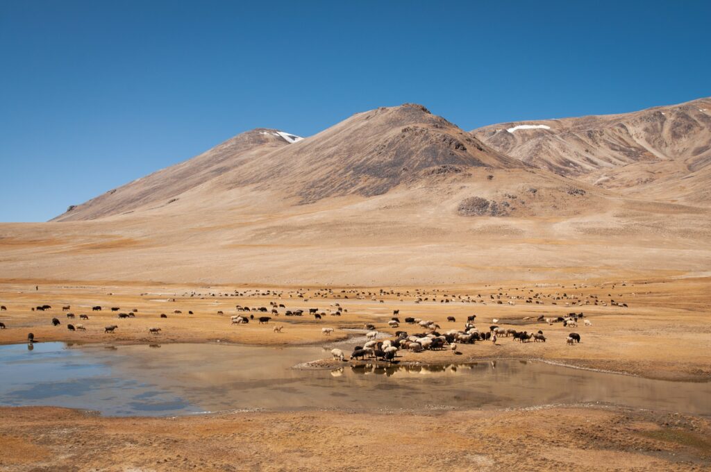 Vista da montanha Murghab, com ovelhas em volta a um pequeno lago-  Representa seguro viagem para Tajiquistão.
