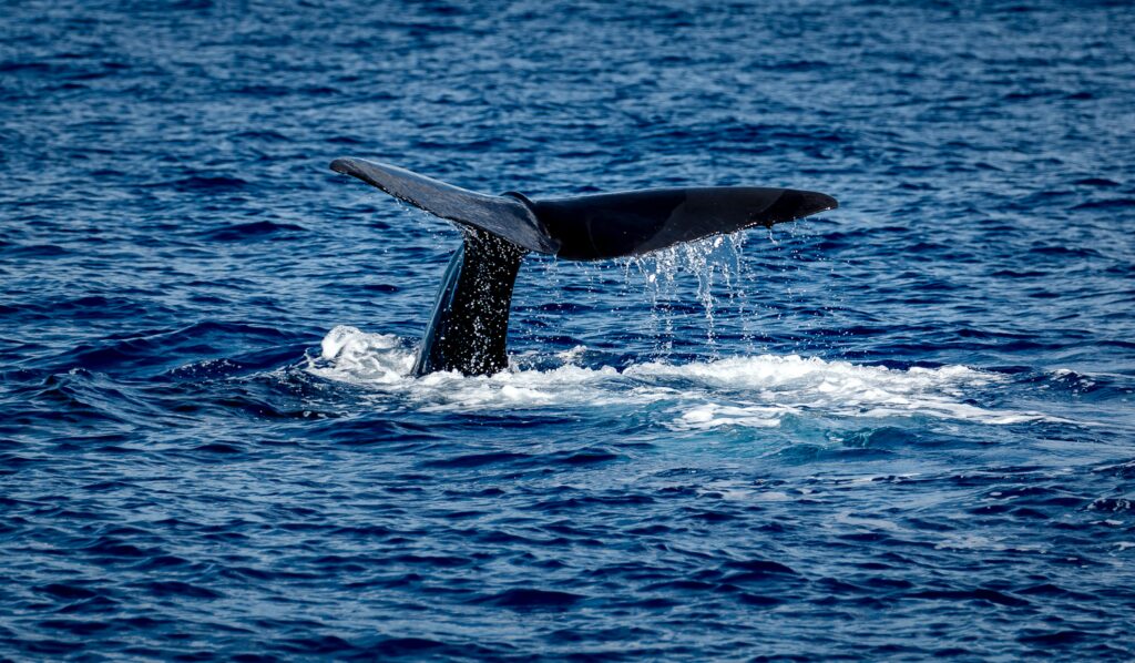 Uma baleia perto de Roseau, em Dominica.