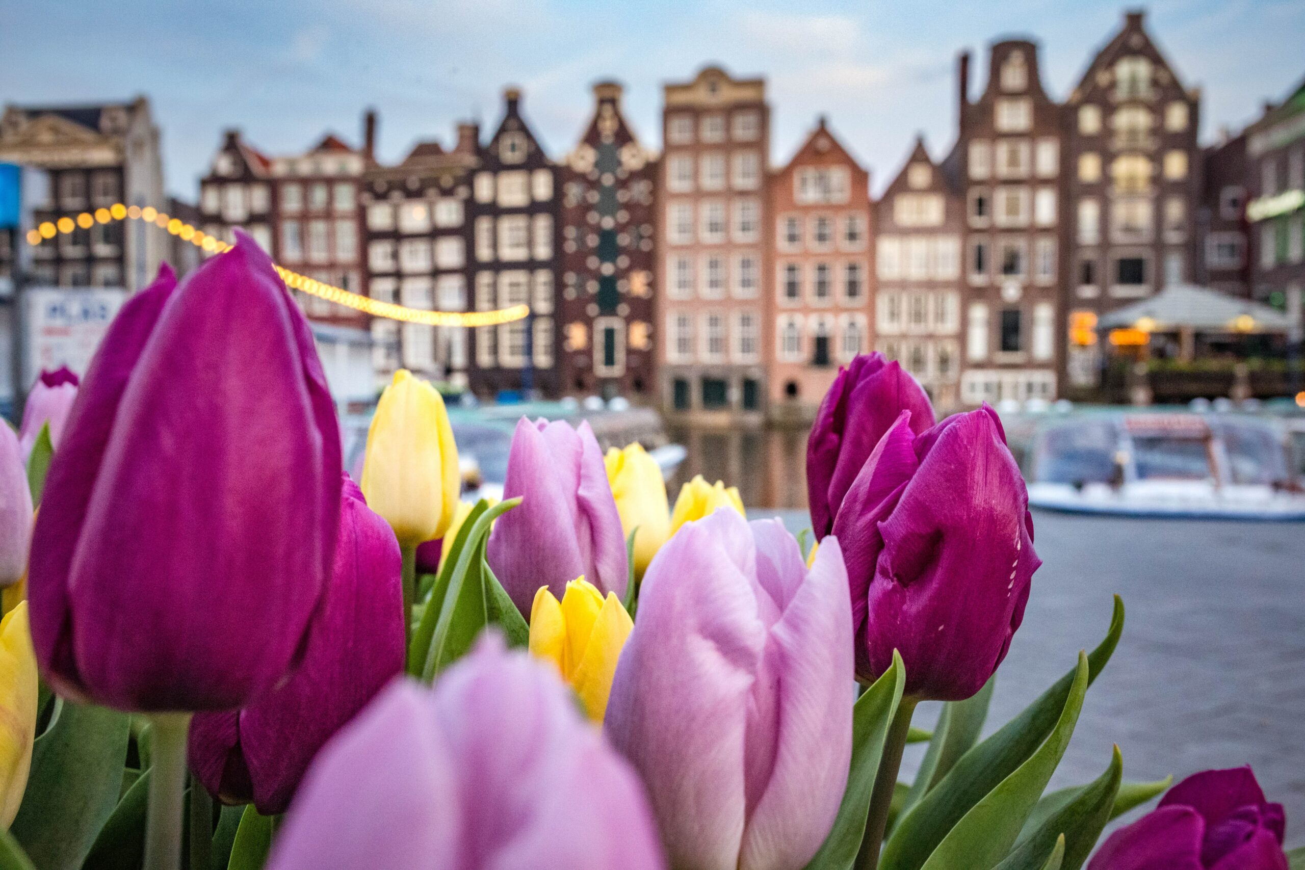 Tulipas rosas, roxas e amarelas e ao fundo edifícios em estilo enxaimel. Representa seguro viagem para Amsterdam.