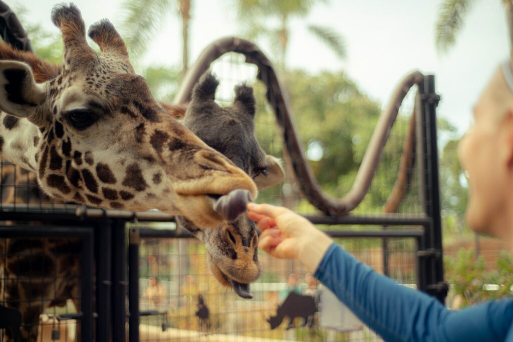 Pessoa alimentando girafa para ilustrar o post sobre chip internacional para San Diego. Ao fundo há outra girafa, e é possível árvores desfocadas ao longe. - Foto: Trow Spoelma via Unsplash