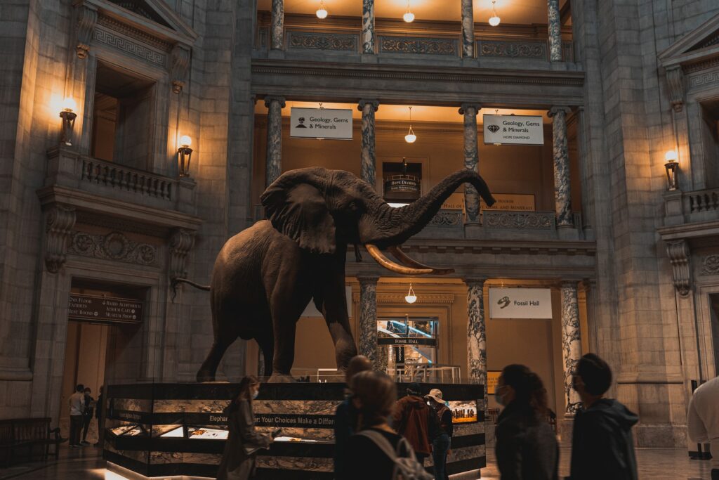 Pessoas observando uma estátua de elefante dentro do museu para ilustrar o post sobre chip internacional para Washington. - Foto: J. Amill Santiago via Unsplash