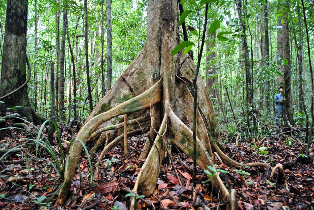 Árvore com as raízes à mostra, rodeada de folhas secas e vasta vegetação para representar o chip internacional para Brunei. 