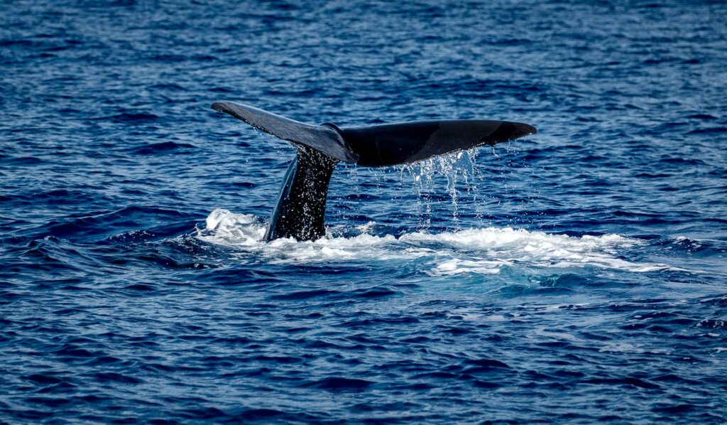 Calda de uma baleia vista para fora do mar.
