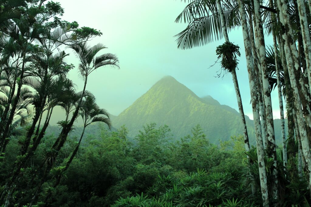 Floresta com várias árvores, plantas, e ao fundo, uma grande montanha. Foto para ilustrar post chip internacional para a Martinica.