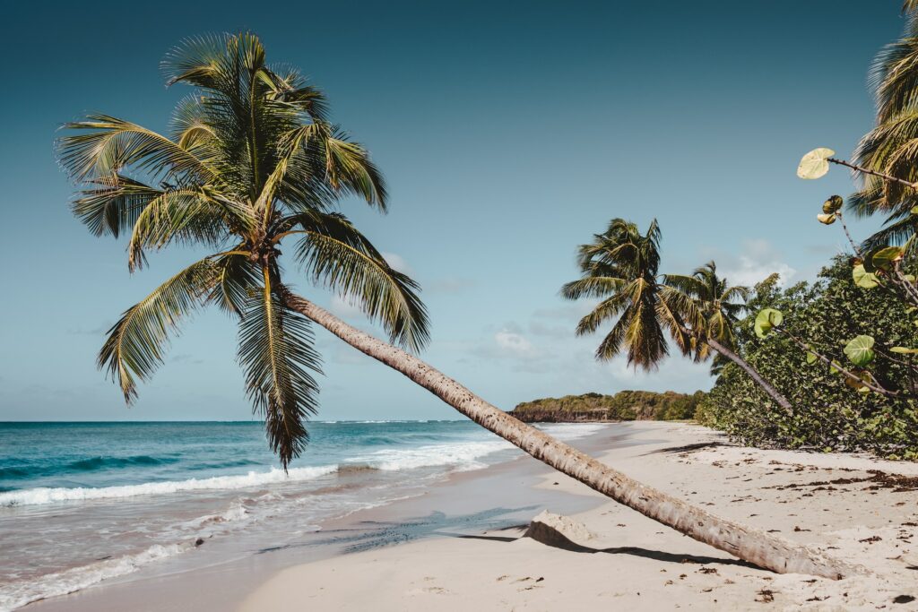 Palmeiras inclinadas na areia da de uma praia, em frente ao mar. Foto para ilustrar post chip internacional para a Martinica.