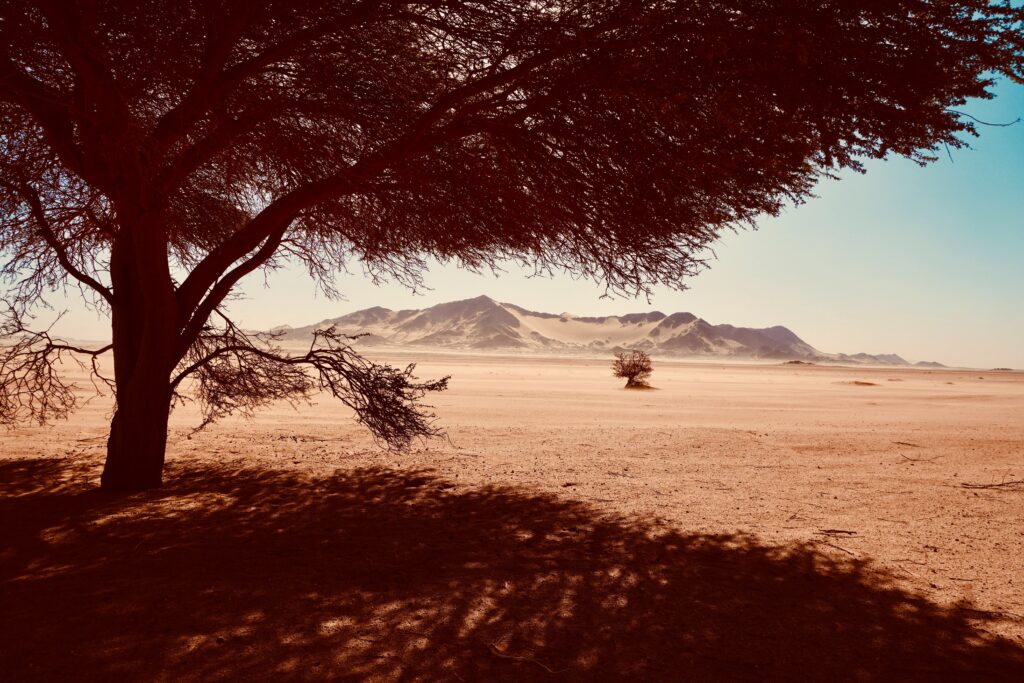 Imagem do deserto em Tamanrasset Province, Argélia durante o dia com uma árvore do lado esquerdo e ao fundo as montanhas.