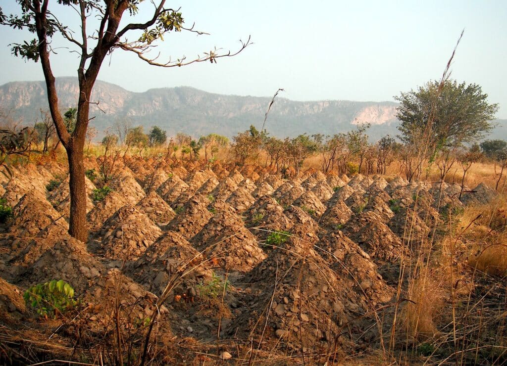 Vista de  frente de uma plantação de mandioca em Pays Kabié no Togo durante o dia com montanhas ao fundo.