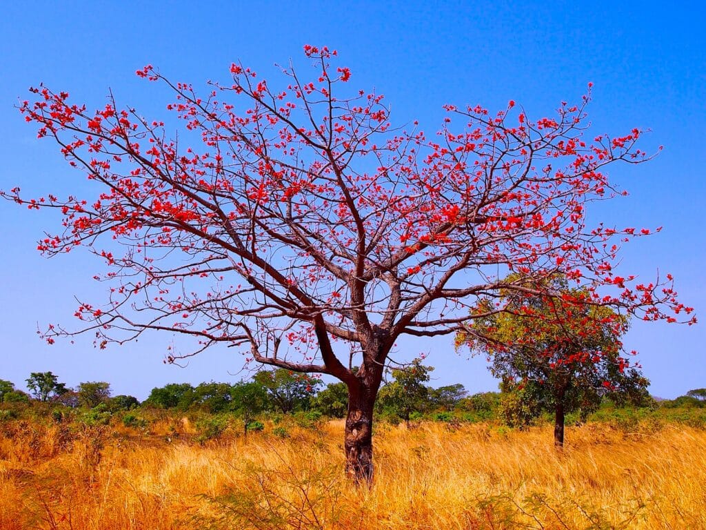 Vista de uma arvore no centro da imagem durante o dia em meio a vegetação seca. Representa chip internacional para o Togo.