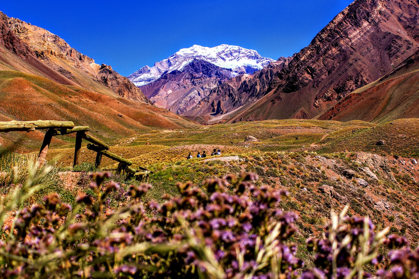 Paisagem montanhosa em Mendoza com um pico coberto de neve ao fundo, cercada por terreno acidentado, flores roxas e uma cerca de madeira. Representa esIM Mendoza.
