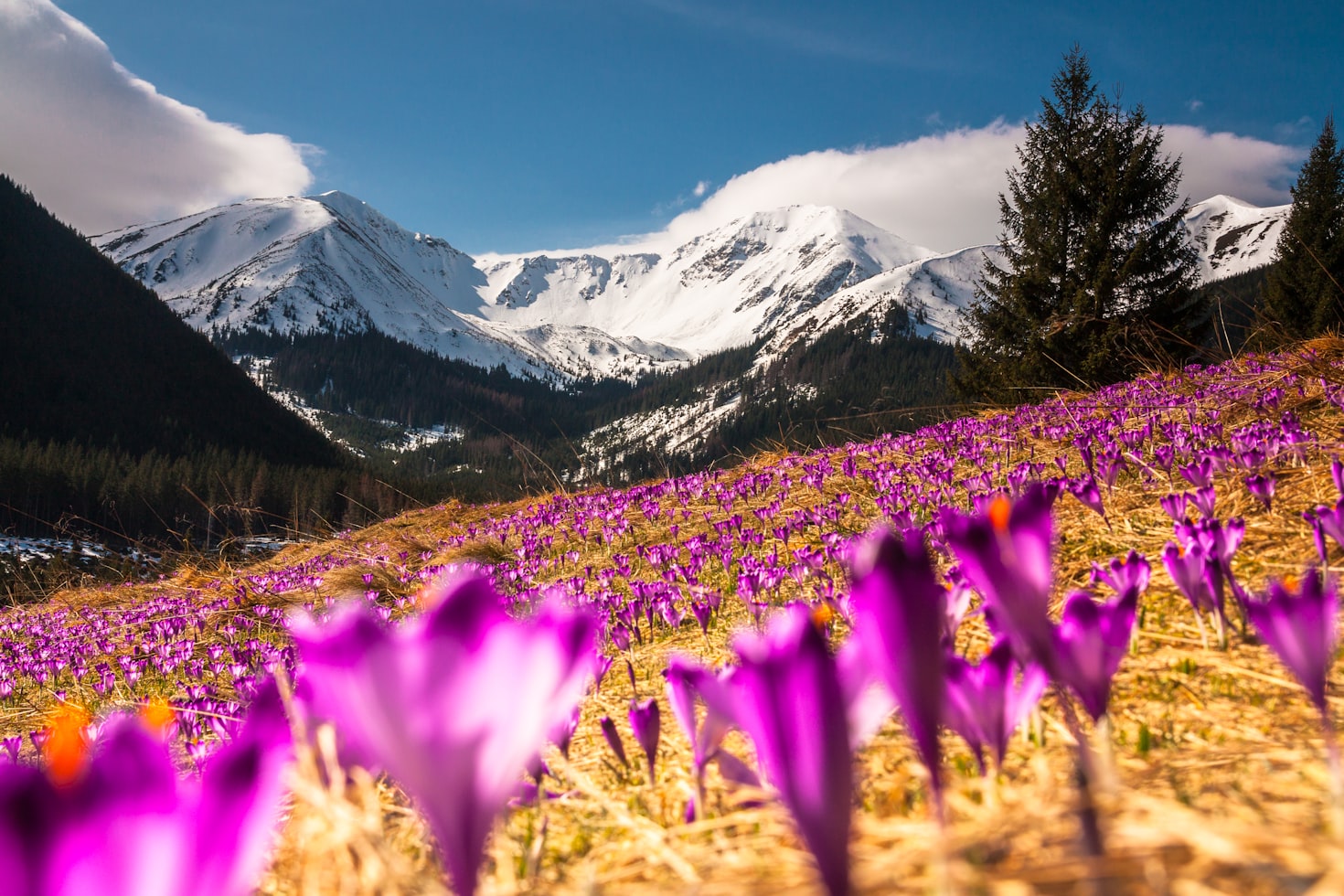 Flores roxas florescem em um campo com montanhas cobertas de neve e árvores coníferas ao fundo, sob um céu azul claro, em Kiry. Representa eSIM Polônia.