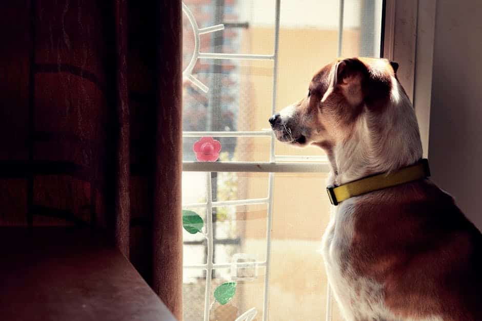 Cachorro esperando o dono em casa enquanto tutor viaja — pet que fica no Brasil durante a viagem