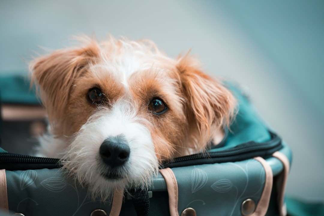 Documentos de viagem e caderneta de vacinação de cachorro — CVI e exigências sanitárias para viajar com pet